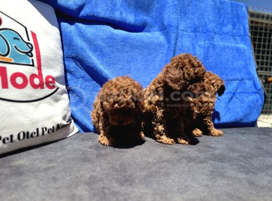 Redbrown Toy Poodle Yavrular Petmode Köpek Çifrliğinden görsel
