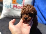 Redbrown Toy Poodle Yavrular Petmode Köpek Çifrliğinden