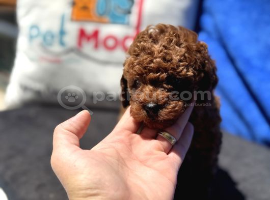 Redbrown Toy Poodle Yavrular Petmode Köpek Çifrliğinden görsel