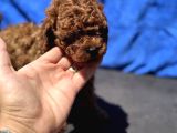 Redbrown Toy Poodle Yavrular Petmode Köpek Çifrliğinden