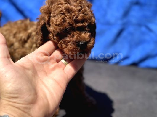 Redbrown Toy Poodle Yavrular Petmode Köpek Çifrliğinden görsel