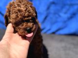Redbrown Toy Poodle Yavrular Petmode Köpek Çifrliğinden