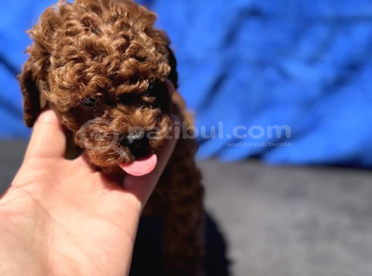 Redbrown Toy Poodle Yavrular Petmode Köpek Çifrliğinden görsel