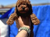 Redbrown Toy Poodle Yavrular Petmode Köpek Çifrliğinden