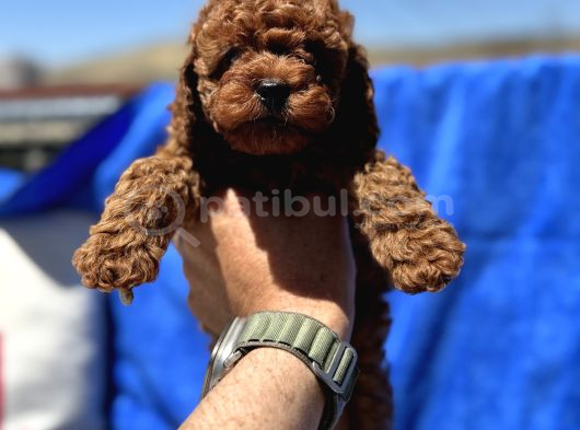 Redbrown Toy Poodle Yavrular Petmode Köpek Çifrliğinden görsel