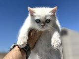 Yasal Ruhsatlı Çifrlikden Ziyarete Açık British Shorthair