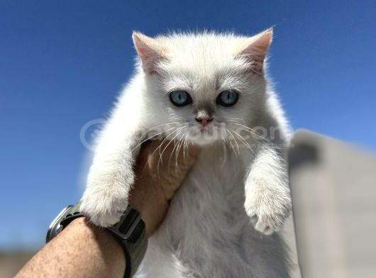 Yasal Ruhsatlı Çifrlikden Ziyarete Açık British Shorthair görsel