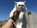Yasal Ruhsatlı Çifrlikden Ziyarete Açık British Shorthair