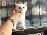 Yasal Ruhsatlı Çifrlikden Ziyarete Açık British Shorthair