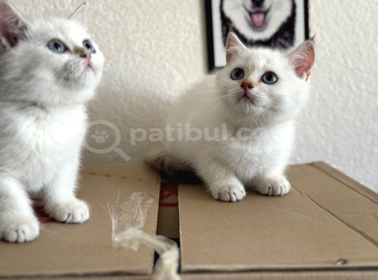 Yasal Ruhsatlı Çifrlikden Ziyarete Açık British Shorthair görsel