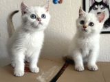Yasal Ruhsatlı Çifrlikden Ziyarete Açık British Shorthair