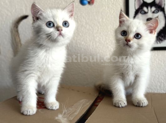 Yasal Ruhsatlı Çifrlikden Ziyarete Açık British Shorthair görsel
