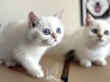 Yasal Ruhsatlı Çifrlikden Ziyarete Açık British Shorthair