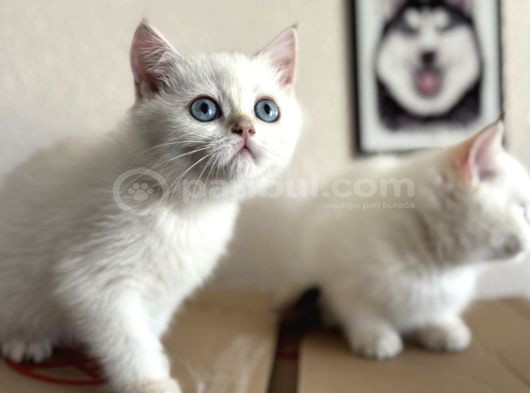 Yasal Ruhsatlı Çifrlikden Ziyarete Açık British Shorthair