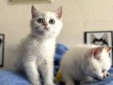 Yasal Ruhsatlı Çifrlikden Ziyarete Açık British Shorthair