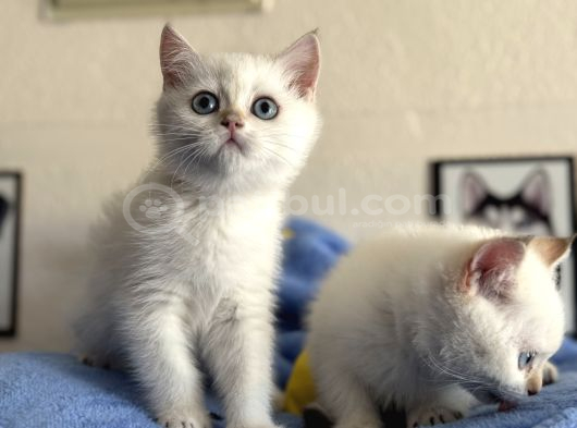 Yasal Ruhsatlı Çifrlikden Ziyarete Açık British Shorthair görsel