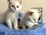 Yasal Ruhsatlı Çifrlikden Ziyarete Açık British Shorthair