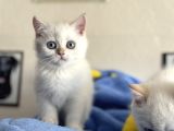 Yasal Ruhsatlı Çifrlikden Ziyarete Açık British Shorthair