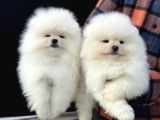 Petmoede Köpek Çiftliğinde Ziyarete Açık Pomeranian Yavrular
