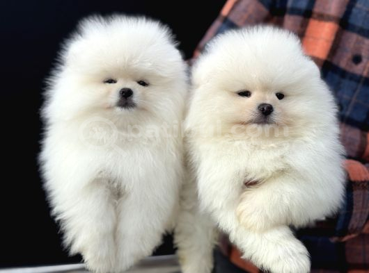 Petmoede Köpek Çiftliğinde Ziyarete Açık Pomeranian Yavrular görsel