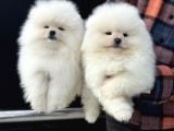 Petmoede Köpek Çiftliğinde Ziyarete Açık Pomeranian Yavrular