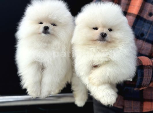 Petmoede Köpek Çiftliğinde Ziyarete Açık Pomeranian Yavrular görsel