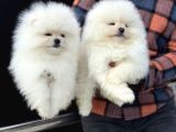 Petmoede Köpek Çiftliğinde Ziyarete Açık Pomeranian Yavrular