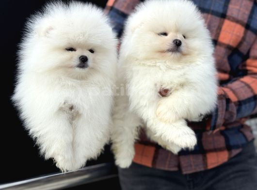 Petmoede Köpek Çiftliğinde Ziyarete Açık Pomeranian Yavrular görsel