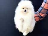 Petmoede Köpek Çiftliğinde Ziyarete Açık Pomeranian Yavrular