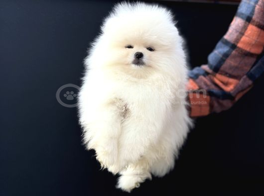 Petmoede Köpek Çiftliğinde Ziyarete Açık Pomeranian Yavrular görsel
