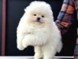 Petmoede köpek çiftliğinde ziyarete açık pomeranian yavrular