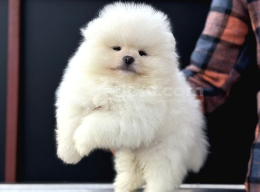 Petmoede Köpek Çiftliğinde Ziyarete Açık Pomeranian Yavrular