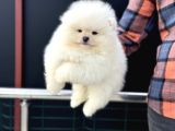Petmoede Köpek Çiftliğinde Ziyarete Açık Pomeranian Yavrular