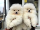 Petmoede Köpek Çiftliğinde Ziyarete Açık Pomeranian Yavrular