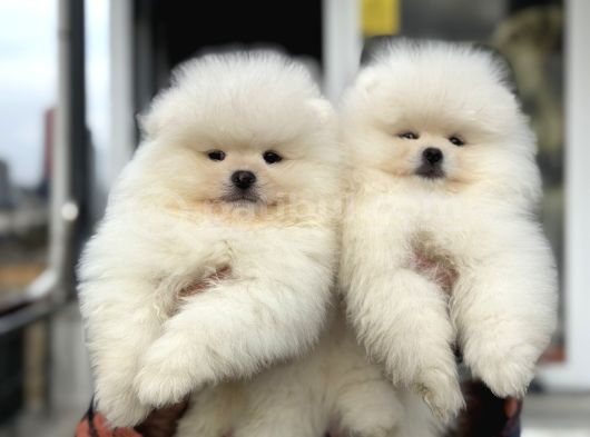 Petmoede Köpek Çiftliğinde Ziyarete Açık Pomeranian Yavrular görsel