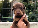 Harika Anatomi Üst Kalite Doberman Yavrular
