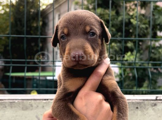 Harika Anatomi Üst Kalite Doberman Yavrular