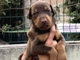 Harika Anatomi Üst Kalite Doberman Yavrular