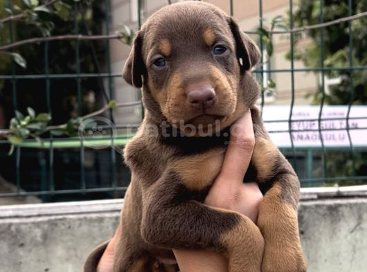 Harika Anatomi Üst Kalite Doberman Yavrular görsel
