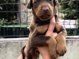 Harika Anatomi Üst Kalite Doberman Yavrular