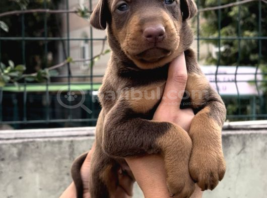 Harika Anatomi Üst Kalite Doberman Yavrular görsel