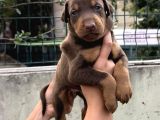 Harika Anatomi Üst Kalite Doberman Yavrular