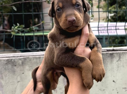 Harika Anatomi Üst Kalite Doberman Yavrular görsel