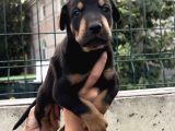 Harika Anatomi Üst Kalite Doberman Yavrular