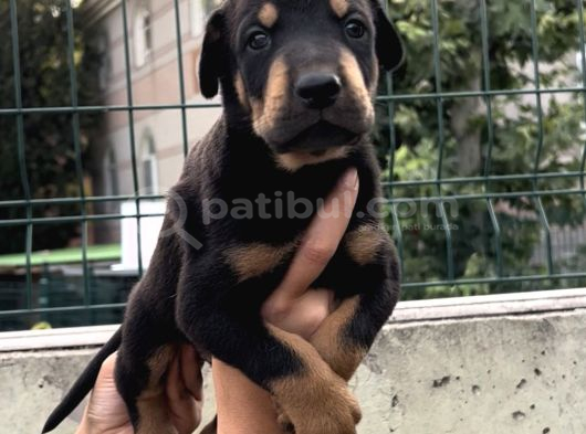 Harika Anatomi Üst Kalite Doberman Yavrular görsel