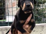 Harika Anatomi Üst Kalite Doberman Yavrular