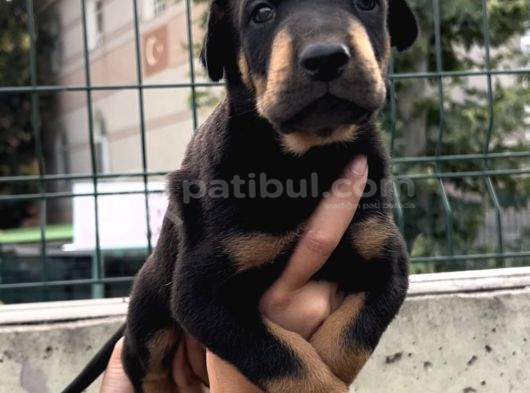 Harika Anatomi Üst Kalite Doberman Yavrular görsel