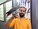 200 KELİME KONUŞAN GEVEZE EĞİTİMLİ JAKO PAPAĞANI