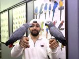 200 Keli̇me Konuşan Full Eği̇ti̇mli̇ Jako Papağani