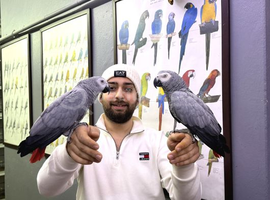 200 Keli̇me Konuşan Full Eği̇ti̇mli̇ Jako Papağani görsel